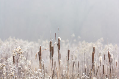 Close-up of plants on field against sky