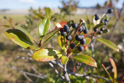 Close-up of berries growing on tree