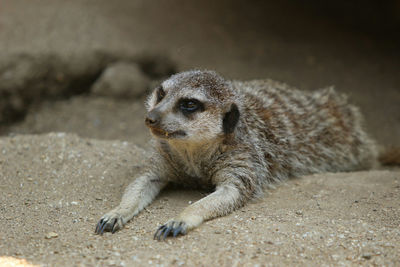 Close-up of meerkat on field