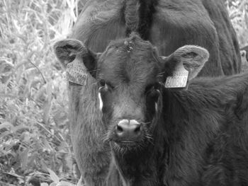 Close-up portrait of cow