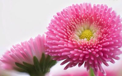 Close-up of pink flowers