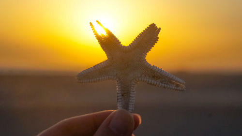 Close-up of hand holding stick on sea against sky during sunset