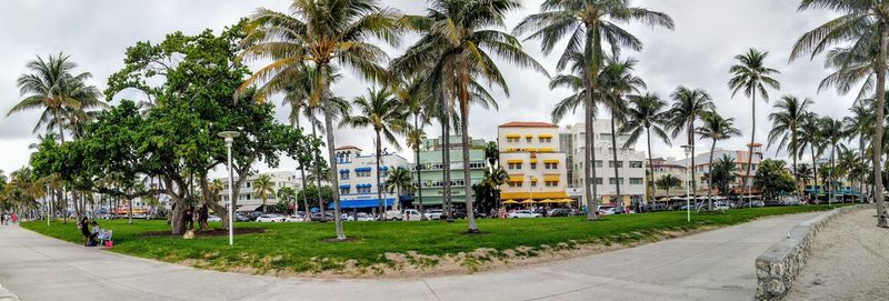 Palm trees by sidewalk against sky in city