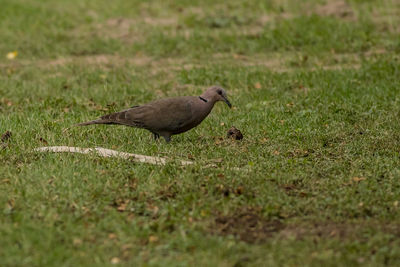 Bird perching on a field