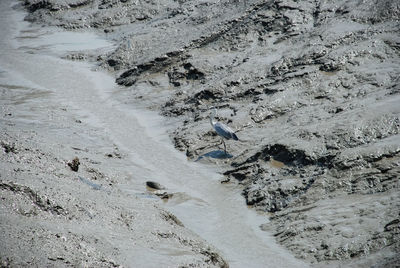 High angle view of birds on land