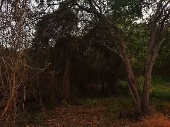 Trees in forest