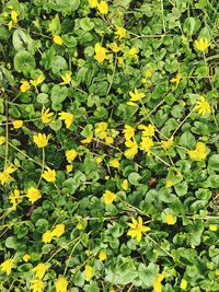 High angle view of yellow flowers on field