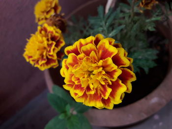 Close-up of yellow flowers blooming outdoors