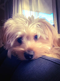 Close-up portrait of a dog at home