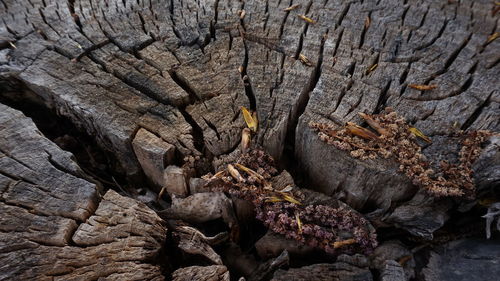 Close-up of lizard on rock in cave