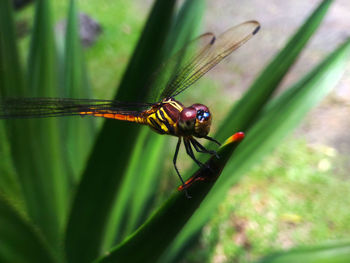 Close-up of insect on plant