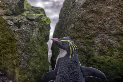 Close-up of penguin perching on rock