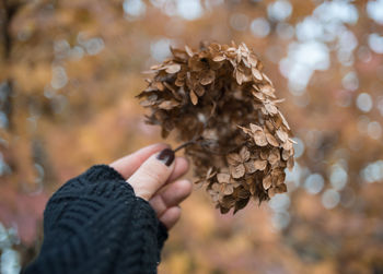 Close-up of woman hand holding wilted flowers during autumn