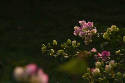 Close-up of pink flowering plant