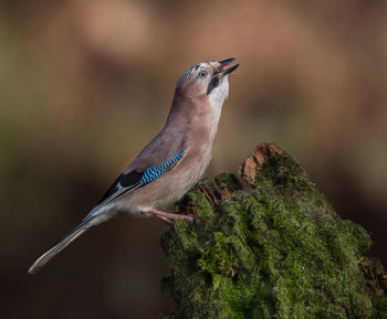 Close-up of bird perching on branch