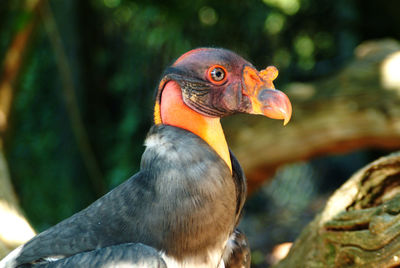 Close-up of eagle