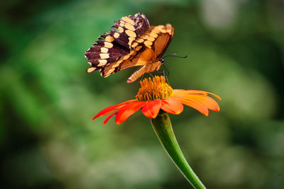 Close-up of butterfly pollinating on flower