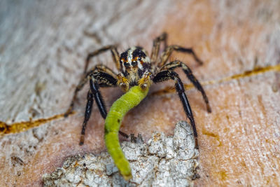 Close-up of spider on rock