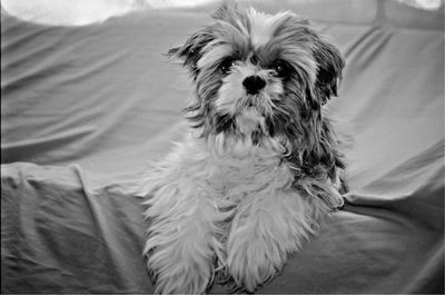 Close-up portrait of dog sitting on bed at home