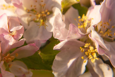 Close-up of insect on pink cherry blossom