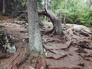 Sunlight falling on tree trunk in forest