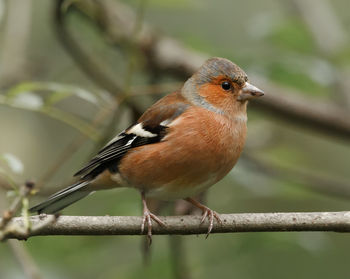 Close-up of bird perching outdoors