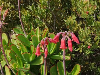 Close-up of red flowering plant