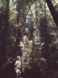 Trees in forest