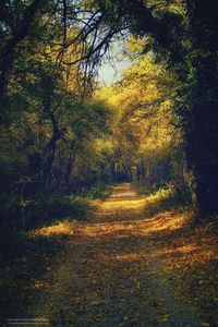 Road passing through forest