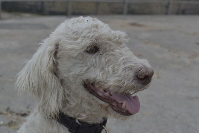 Close-up portrait of white dog