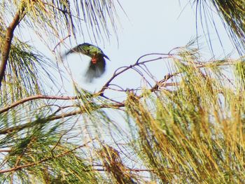 View of bird perching on branch