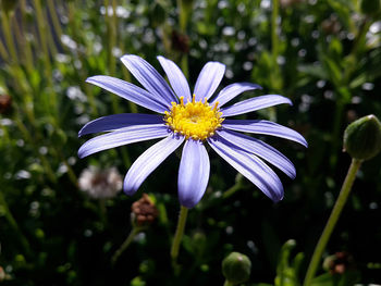 Close-up of purple flower