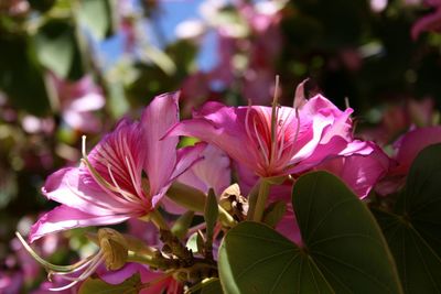 Close-up of pink flowers