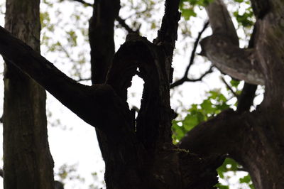 Low angle view of tree in forest against sky