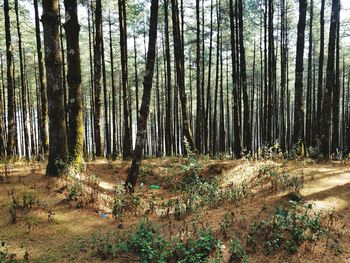 Trees in forest against sky