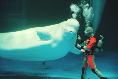 Scuba diver standing with beluga whale in aquarium