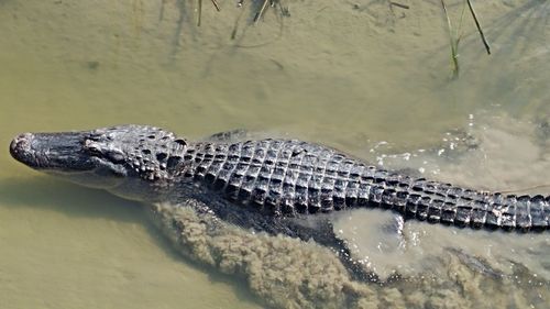 Close-up of crocodile swimming in water