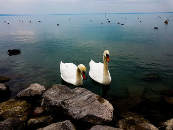 Swans swimming on lake against sky