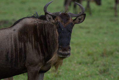 Portrait of a wildebeest in the wild, looking directly into the camera