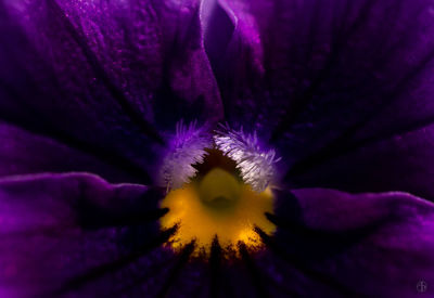 Extreme close up of purple flower