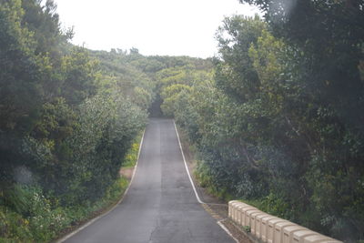 Road amidst trees in forest