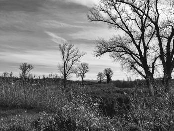 Bare trees on field against sky