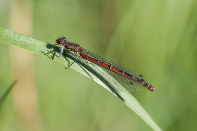 Close-up of caterpillar on leaf