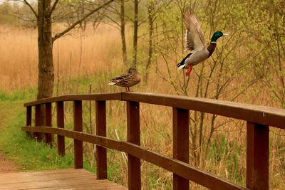 Bird perching on wood against trees