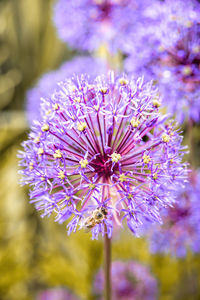 Close-up of purple flowering plant