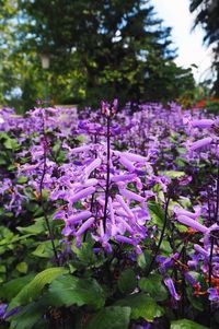 Close-up of purple flowers