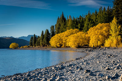 Scenic view of lake by trees against sky