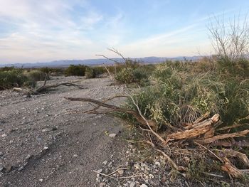 Dead plants on landscape against sky