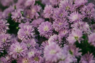 Close-up of pink flowering plants