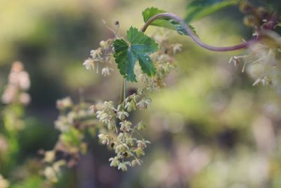 Close-up of flowering plant